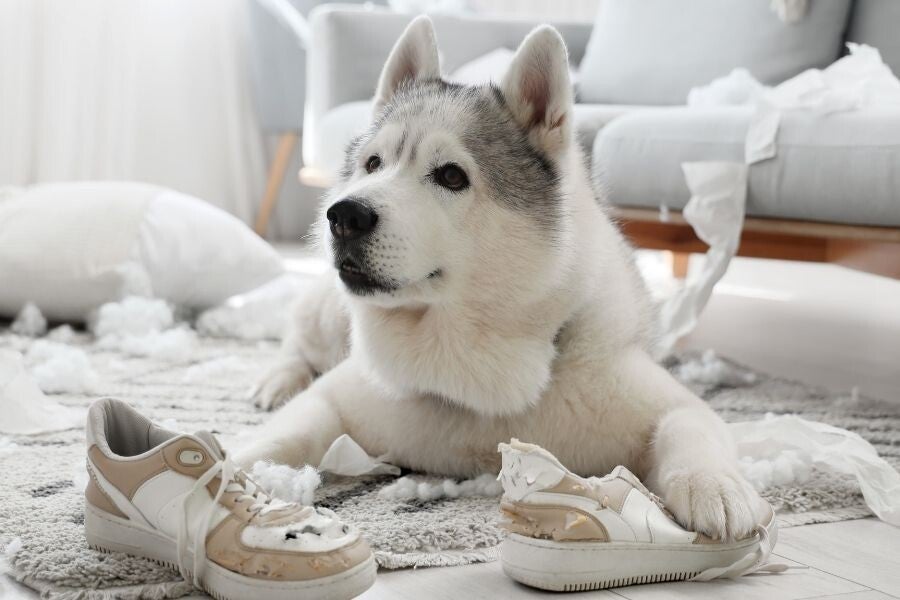 Chien ayant un comportement destructeur à domicile, accompagné pendant une séance de comportement canin dans les Landes