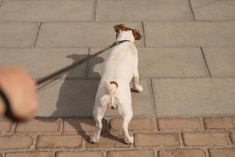 Chien qui tire en laisse pendant une séance d’éducation canine dans les Landes