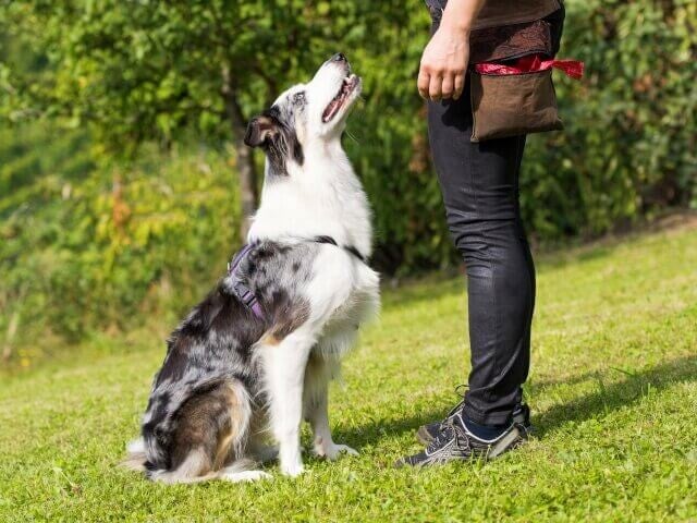 Julien qui fait un cours de dressage avec un chien