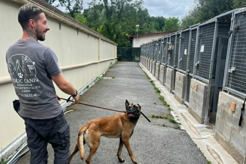 Julien Delsus à la SPA de Dax observant les chiens avant une adoption