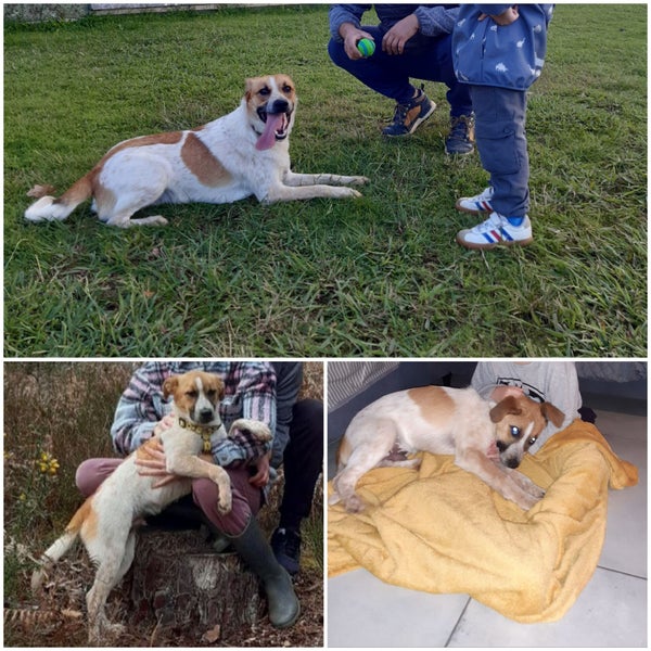 Portrait de Nougat, un chien accompagné par Éduc-Canin