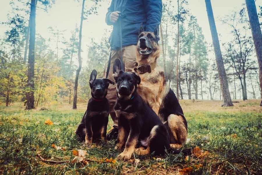 Trois chiens en balade dans une forêt