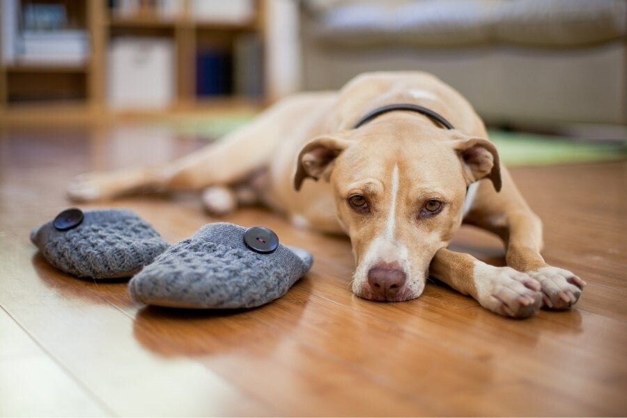 Chien seul qui s’ennuie