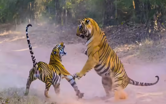 David vs. Goliath