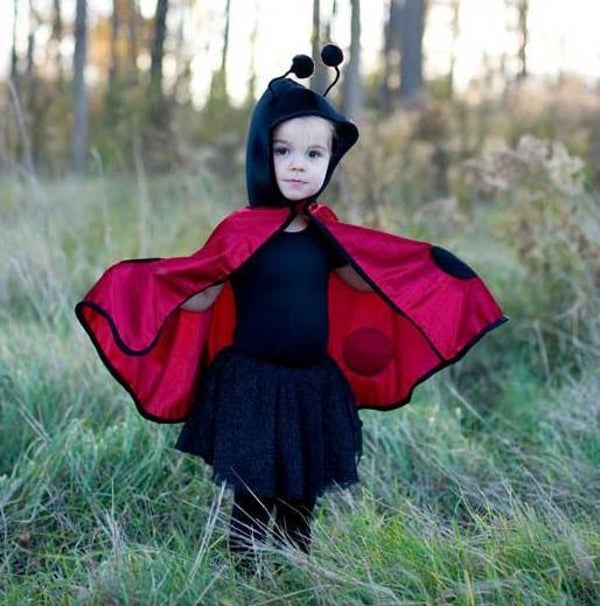 Lieveheersbeestje Cape