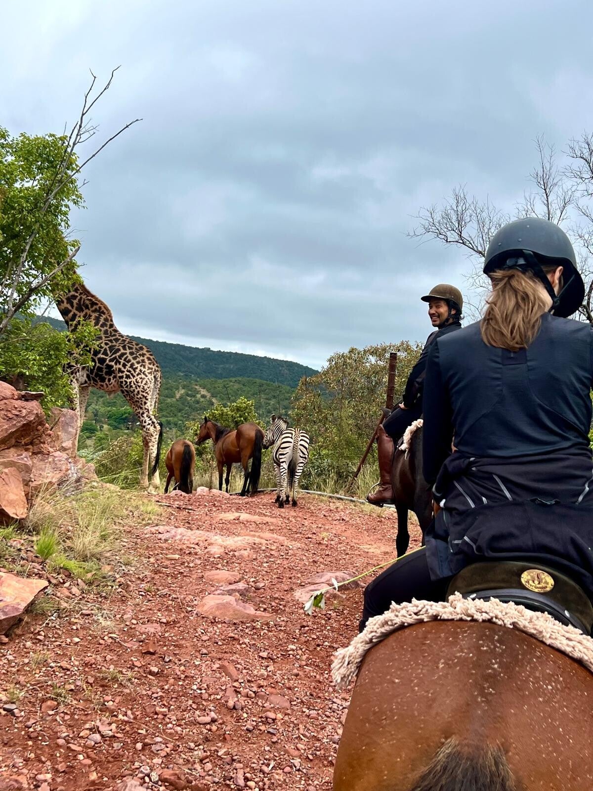 zebra-and-giraffe-horses-standard-opyhjk.jpg