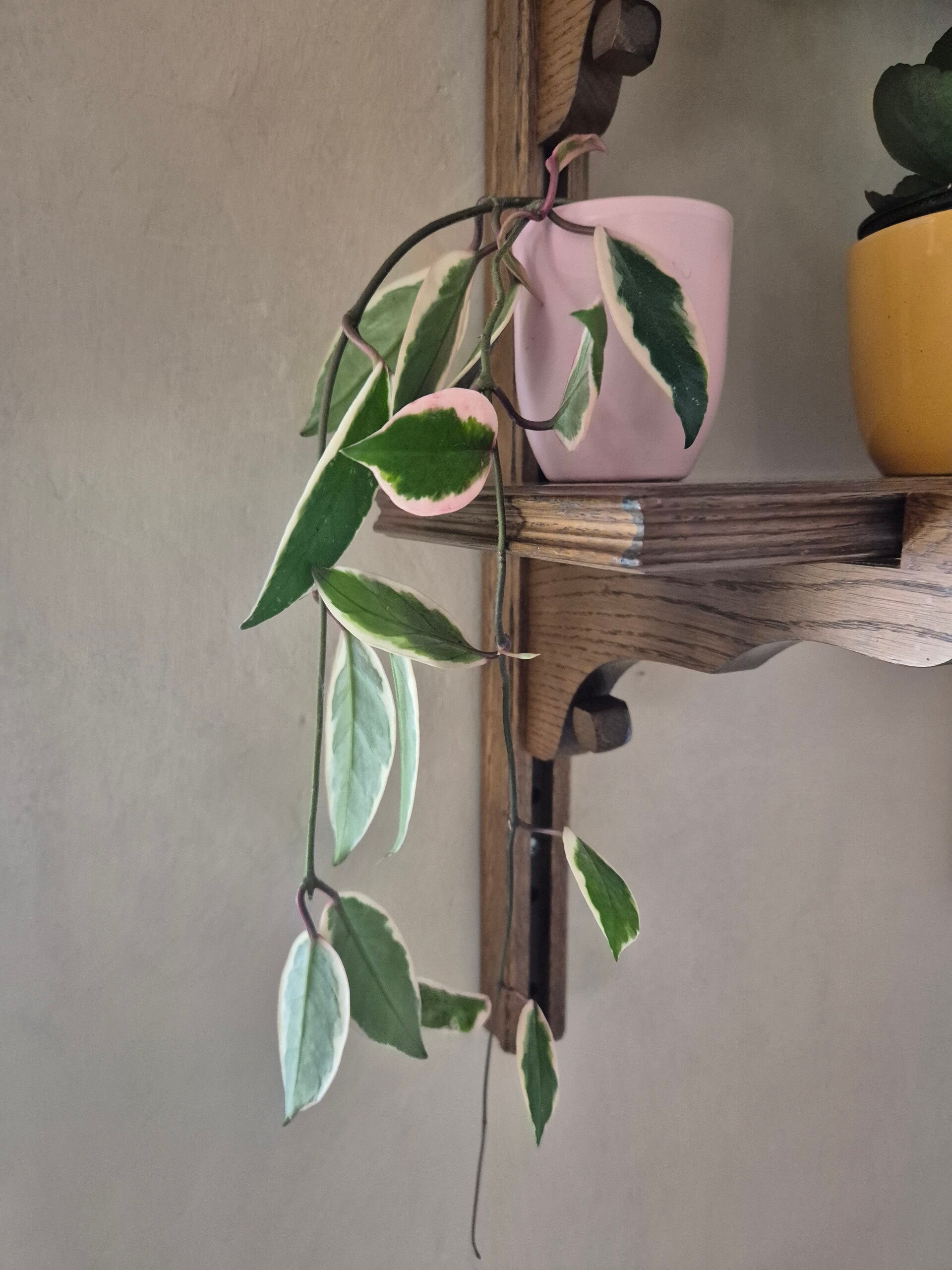 🌿 Hoya carnosa ‘Tricolor Flamingo Dream’