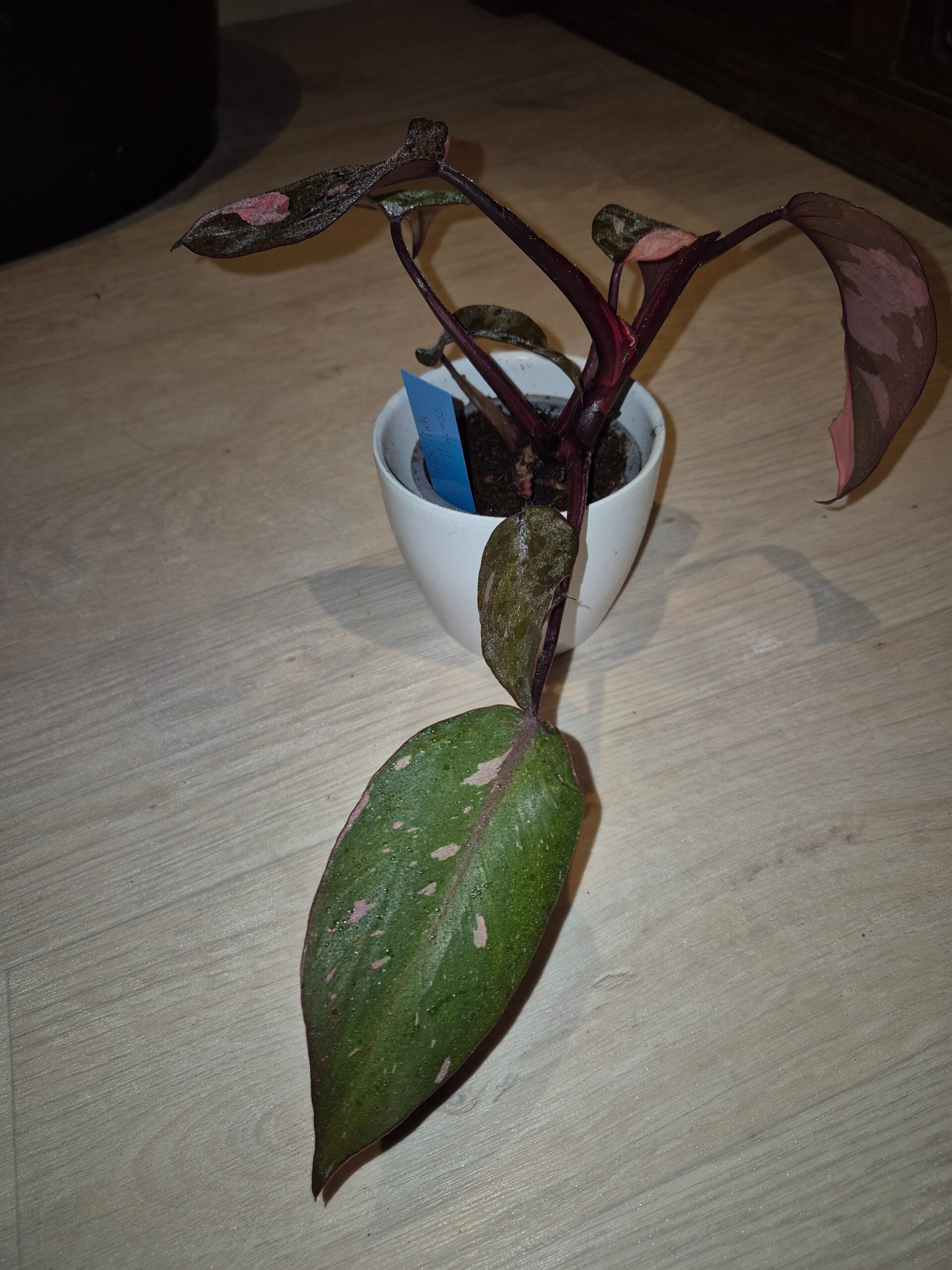 🌸 Philodendron Pink Princess