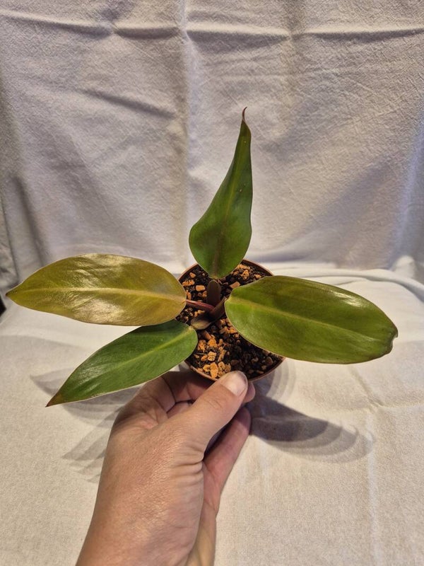 🧡 Philodendron Prince of Orange