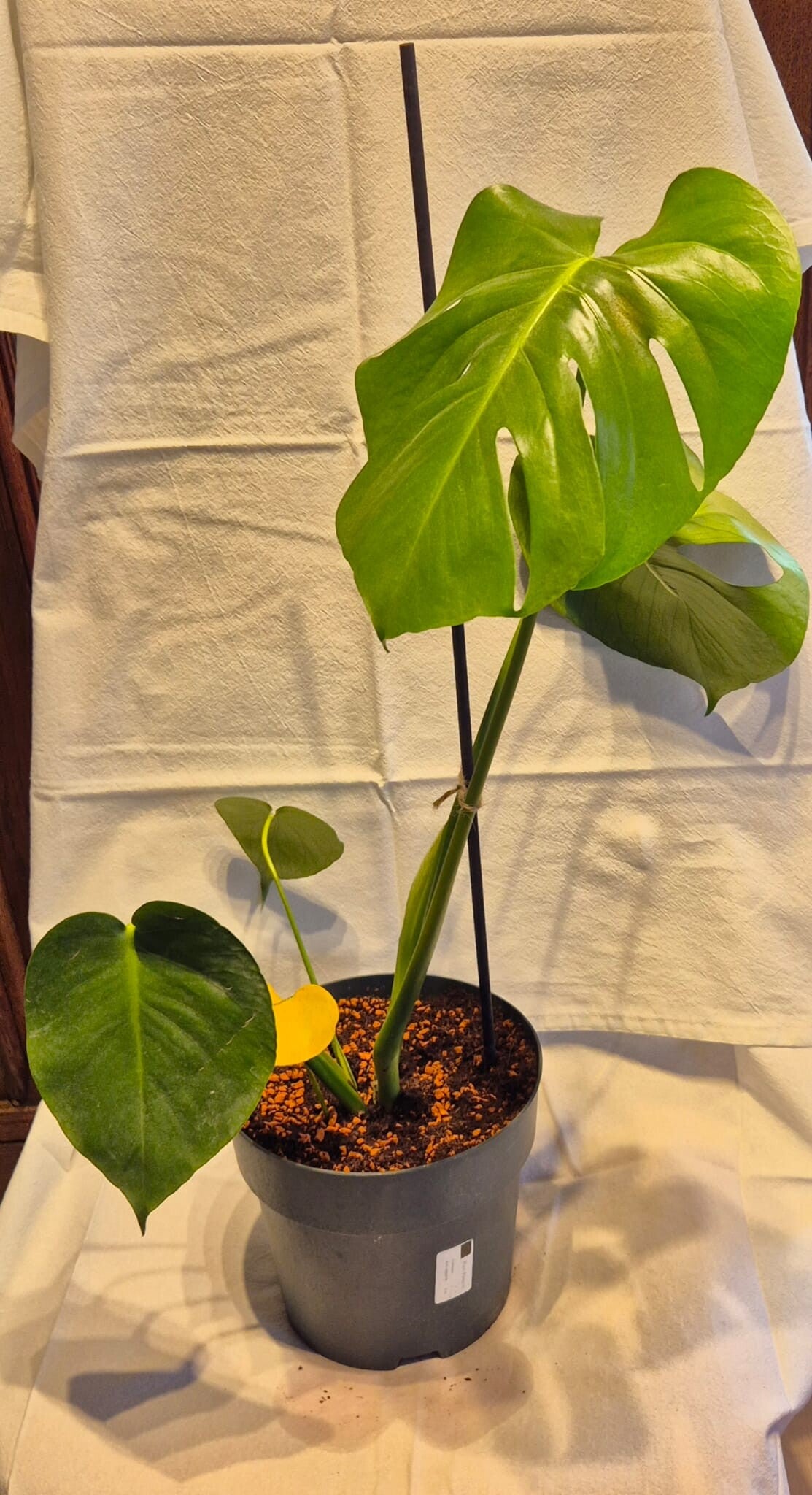 🌿 Monstera deliciosa – die Königin unter den Zimmerpflanzen