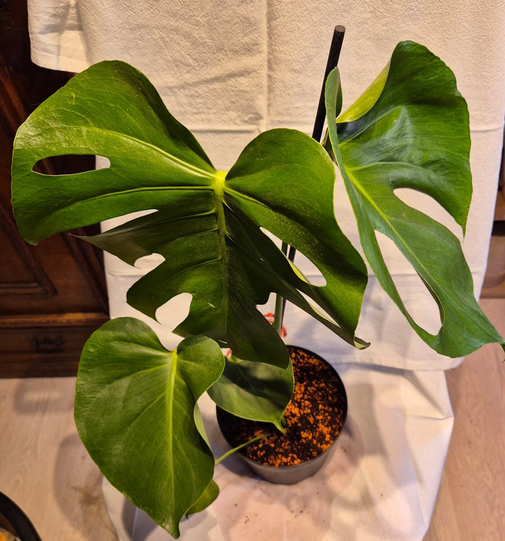 🌿 Monstera deliciosa – die Königin unter den Zimmerpflanzen