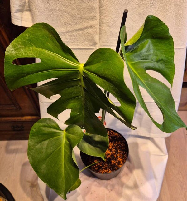 🌿 Monstera deliciosa – die Königin unter den Zimmerpflanzen