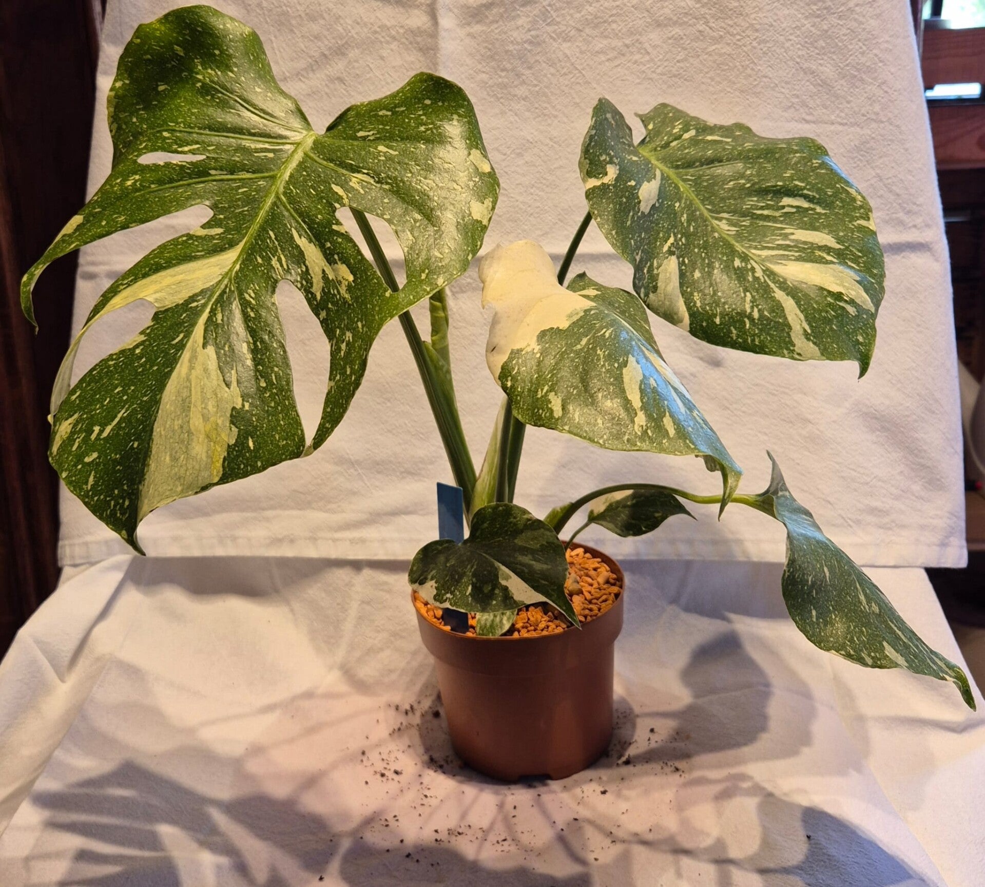 🌿 Monstera Thai Constellation – die seltene Sammlerpflanze mit einzigartiger Panaschierung