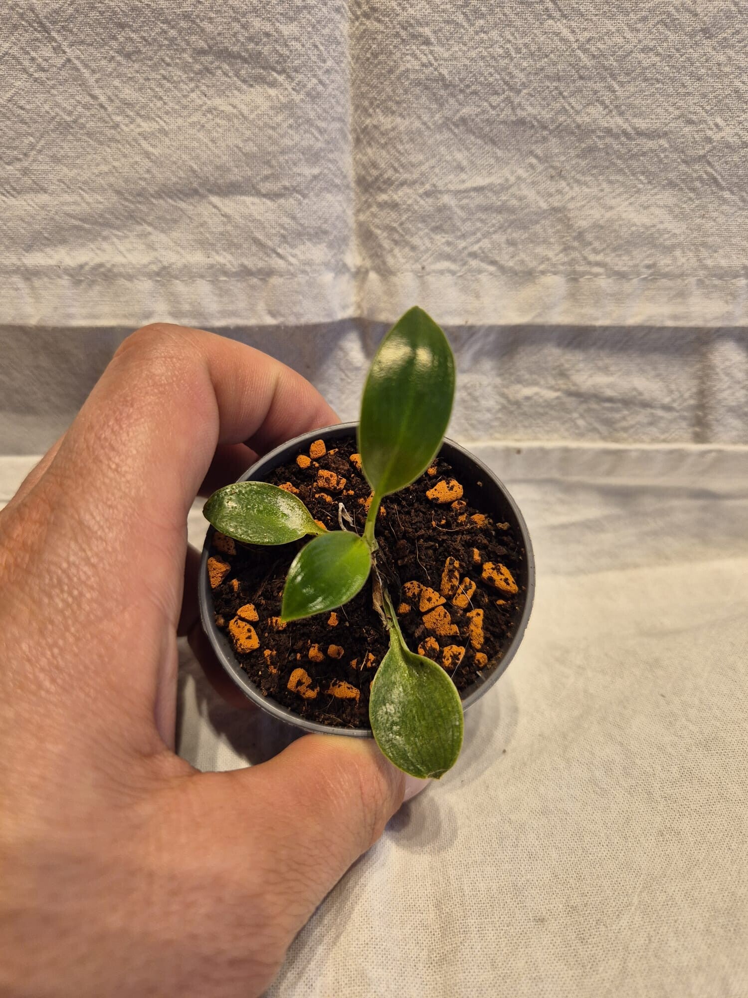 🌱 Philodendron Birkin – Baby (5 cm Topf)