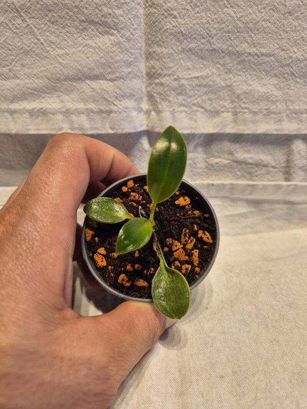 🌱 Philodendron Birkin – Baby (5 cm Topf)