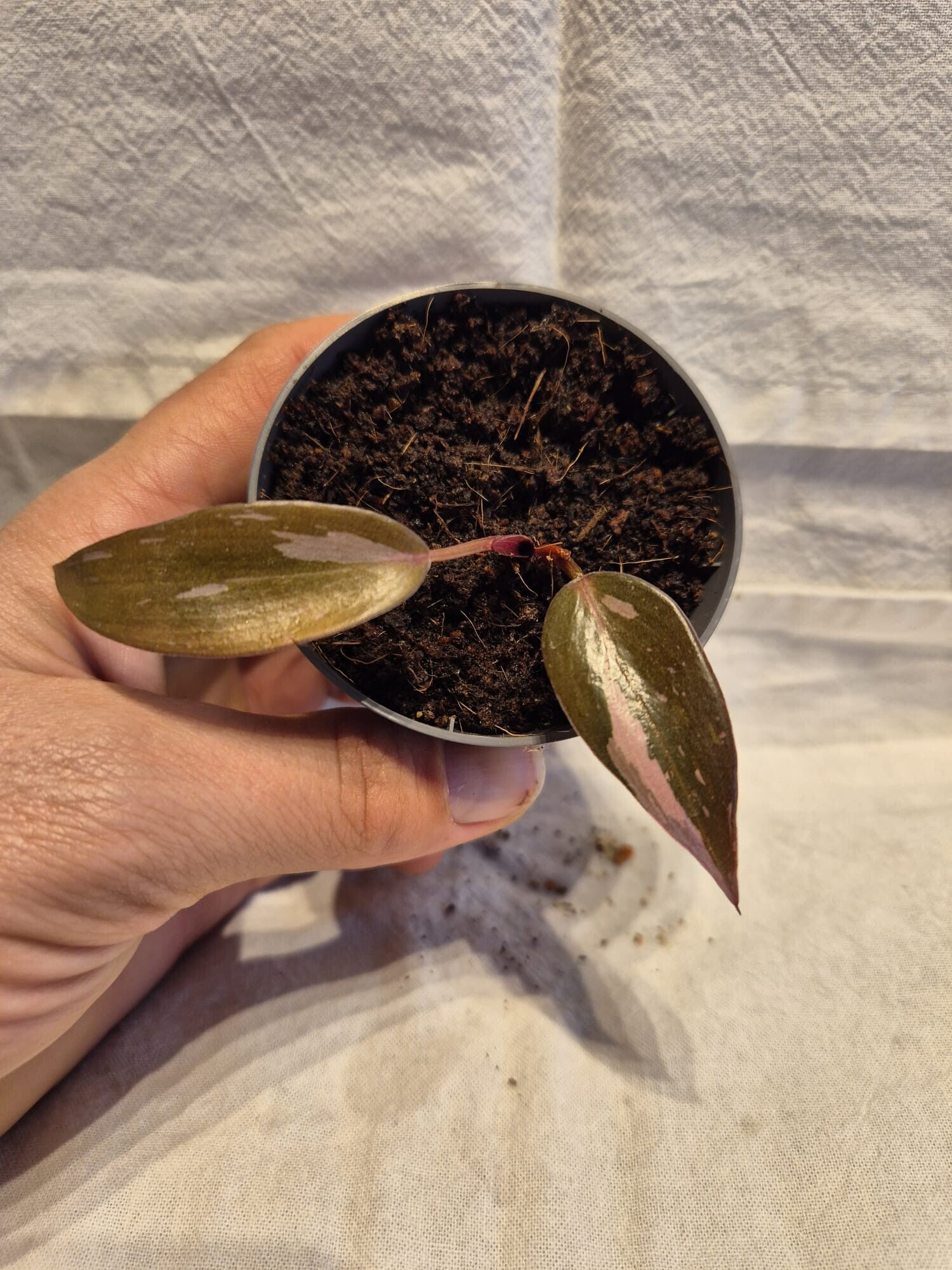 Philodendron Pink Princess – Baby (5 cm Topf, ca. 3 cm hoch)