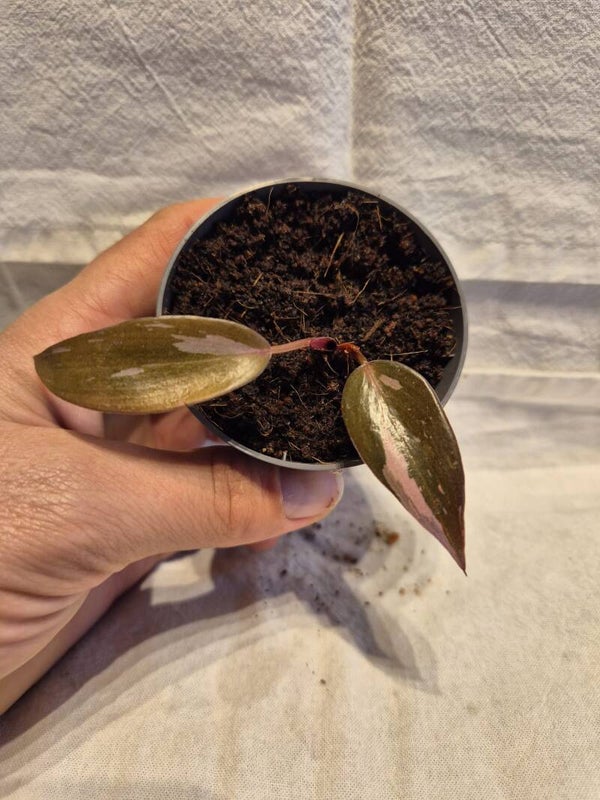 Philodendron Pink Princess – Baby (5 cm Topf, ca. 3 cm hoch)