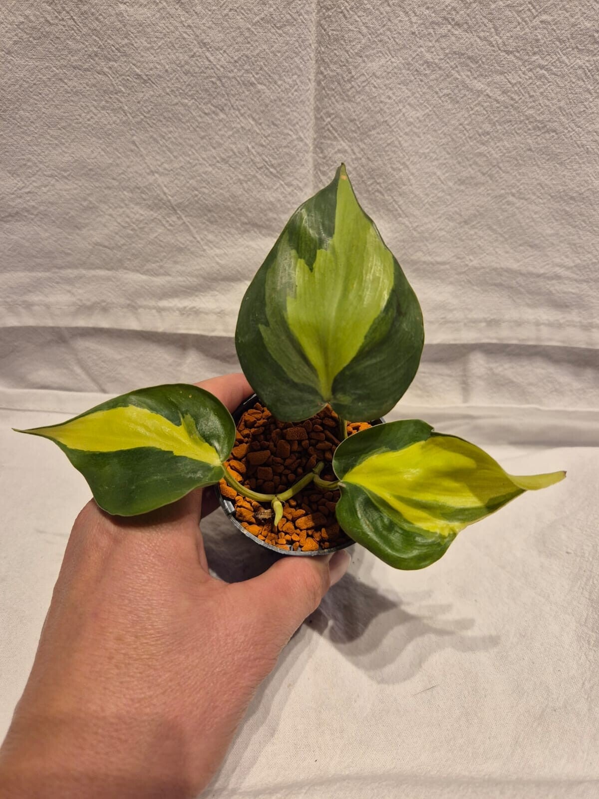 Philodendron hederaceum ‘Brasil’ – kräftige, panaschierte Pflanze