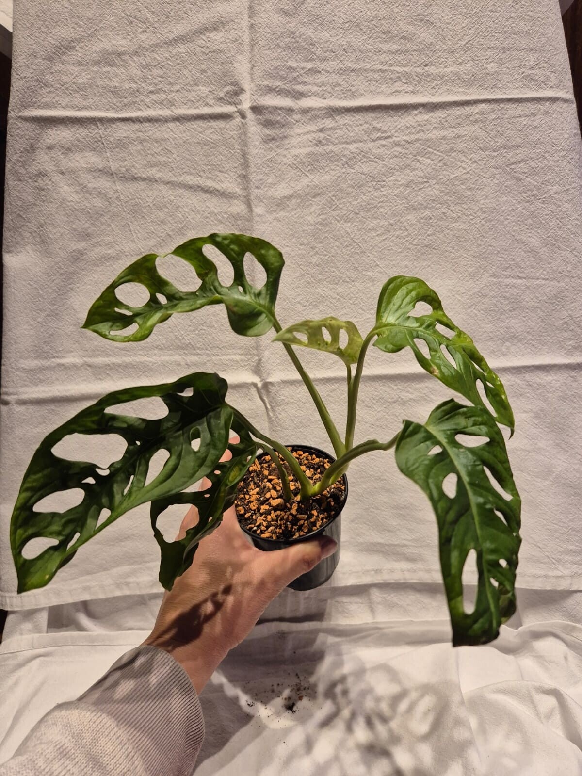 Monstera adansonii („Monkey Mask“)