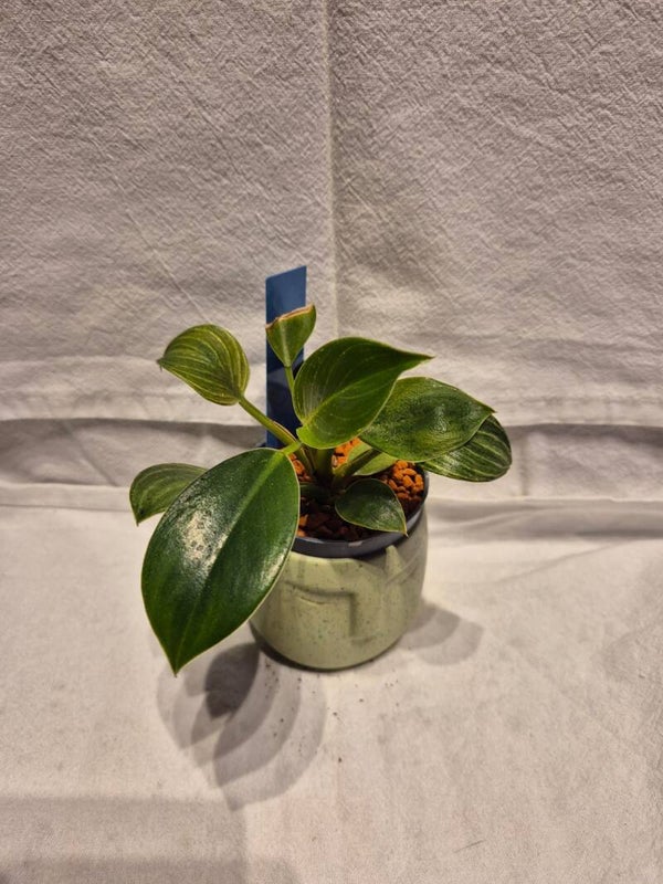 🌿 Philodendron Birkin – Jungpflanze mit markanter Blattzeichnung