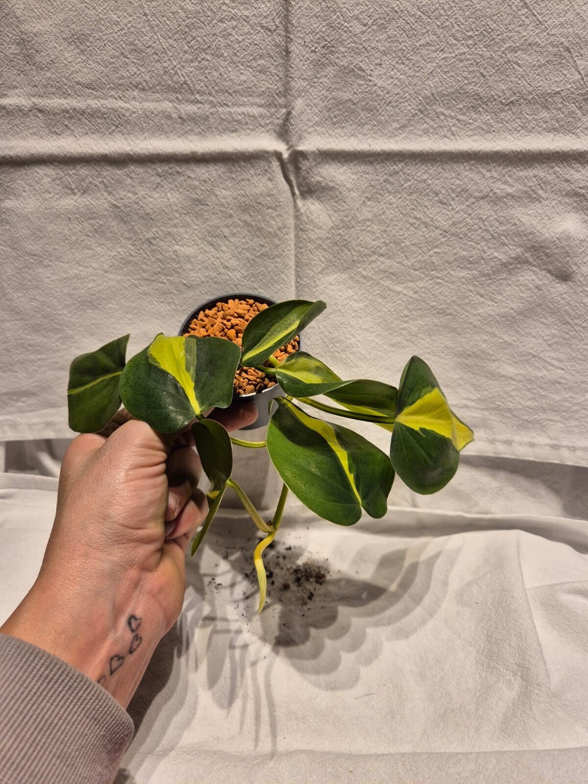 🌿 Philodendron hederaceum ‘Brasil’ – Jungpflanze