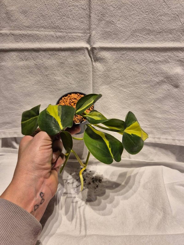 🌿 Philodendron hederaceum ‘Brasil’ – Jungpflanze