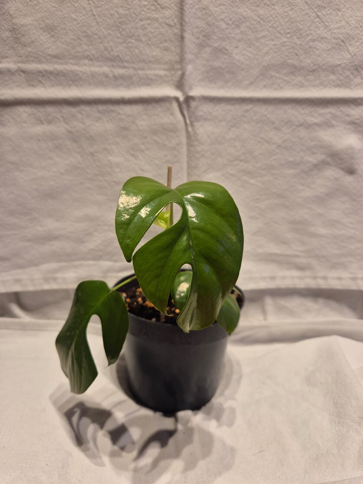 🌿 Rhaphidophora tetrasperma – Monstera Minima (Jungpflanze)