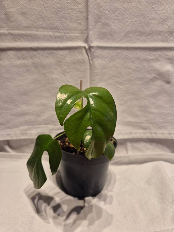 🌿 Rhaphidophora tetrasperma – Monstera Minima (Jungpflanze)