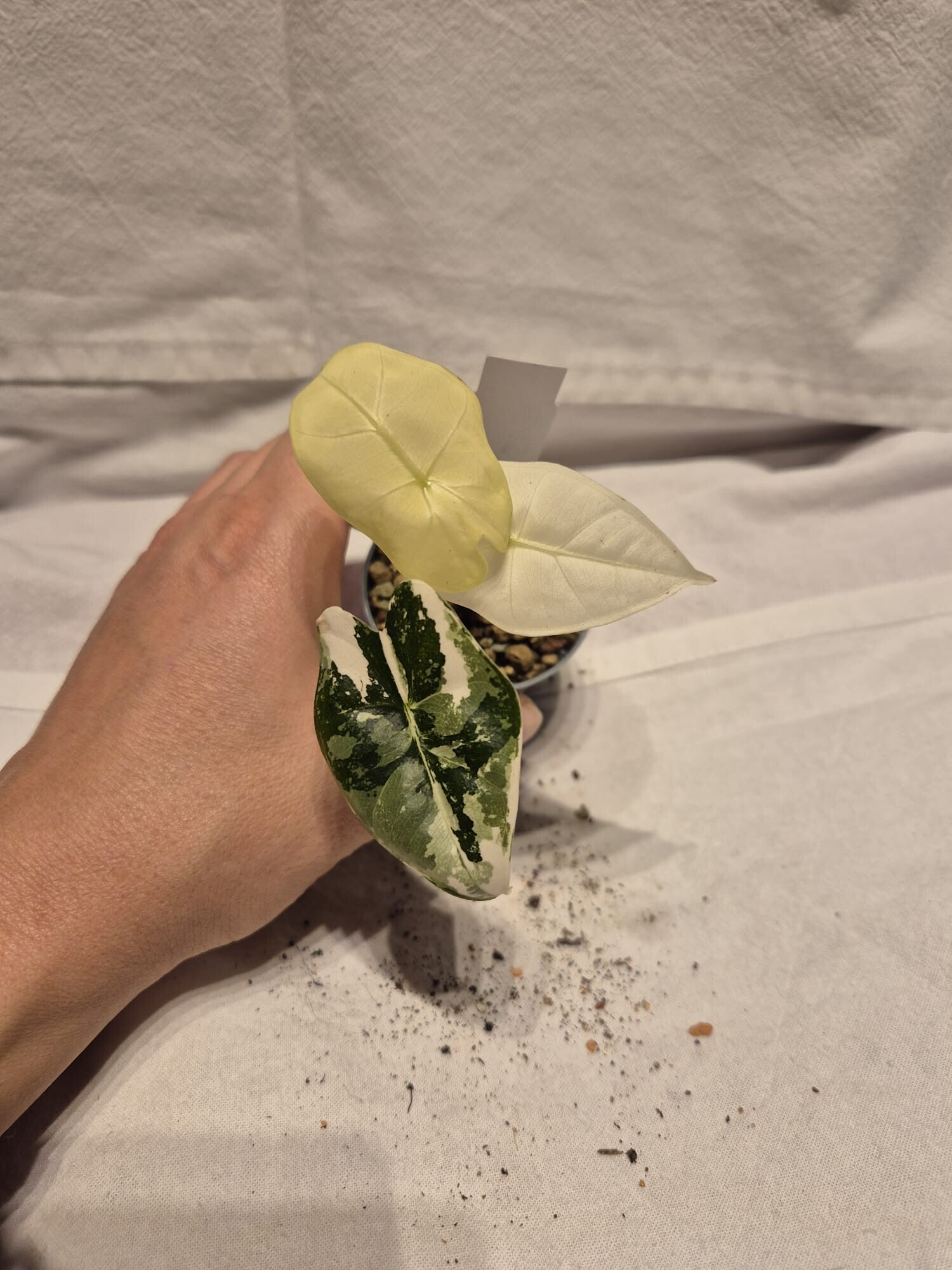 🪴 Alocasia Frydek Variegata – Rarität mit starker Weißvariegation