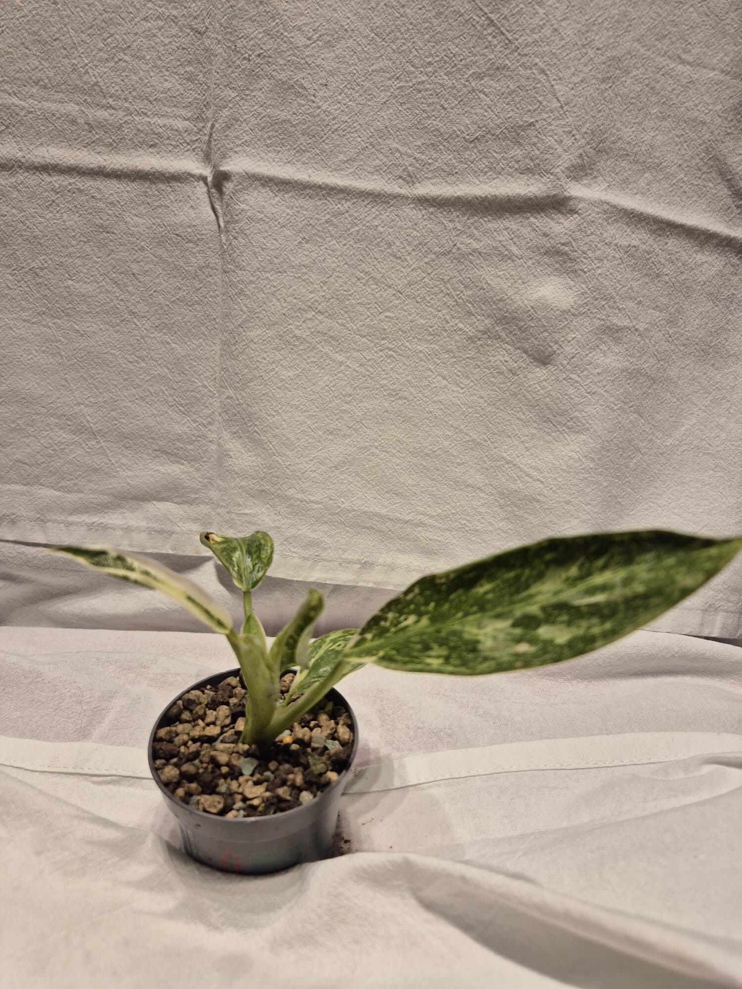 Philodendron ‘Jose Buono Variegata’ – großblättrige Sammlerrarität mit einzigartiger Panaschierung