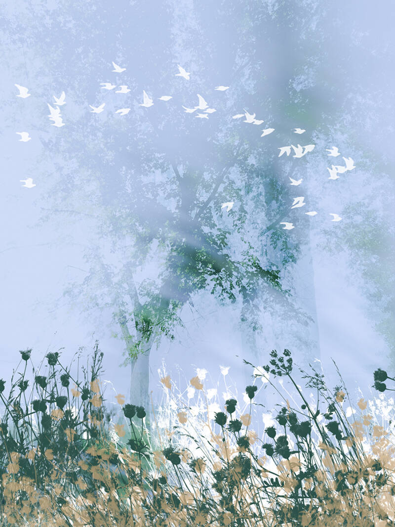 nature_oiseaux_low-standard.jpg
