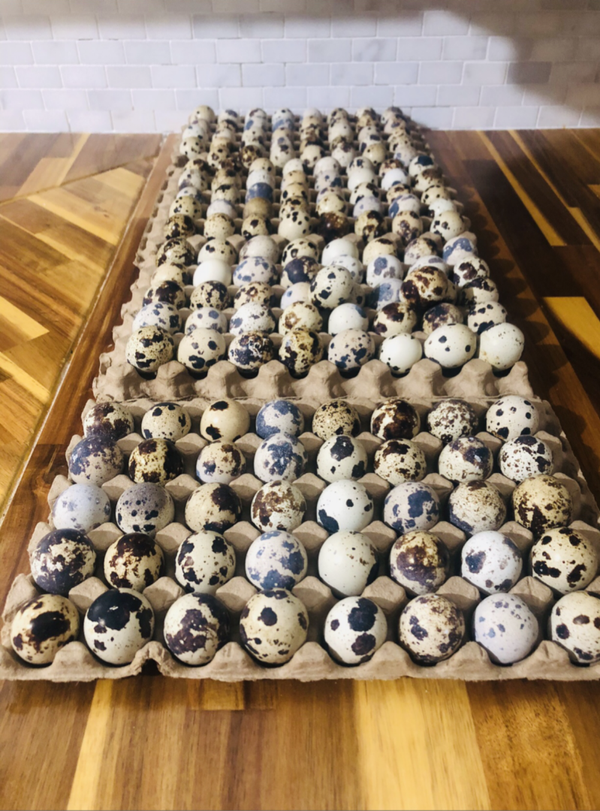 50+ JUMBO WILD COTURNIX QUAIL HATCHING EGGS