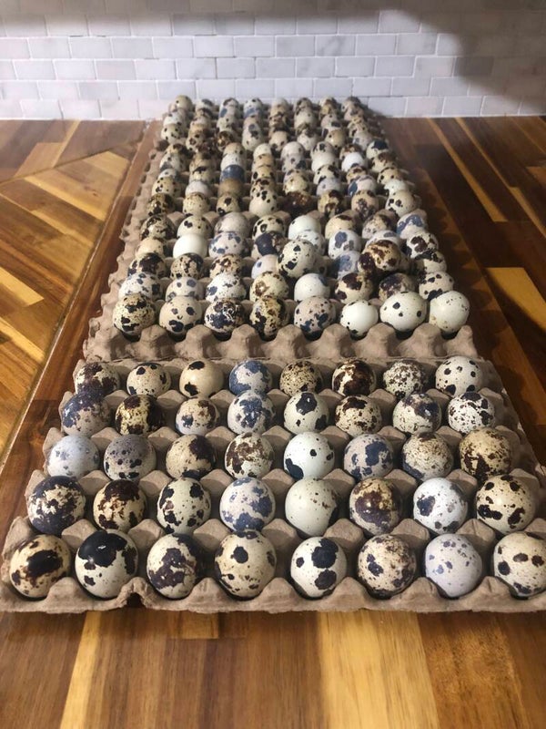36+ JUMBO WILD COTURNIX QUAIL Hatching Eggs