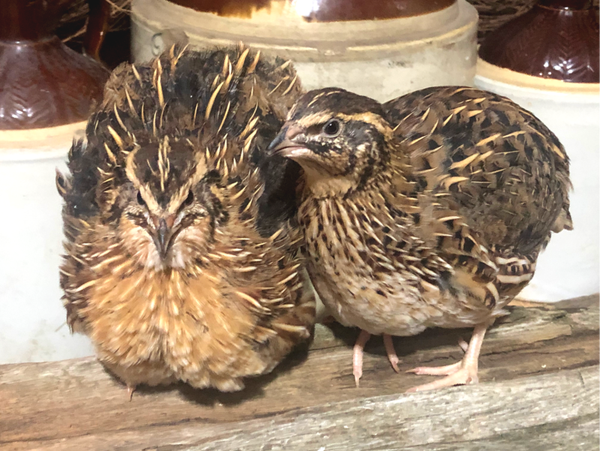 Breeder Set JUMBO WILD COTURNIX QUAIL (10Hens, 2 Roosters)