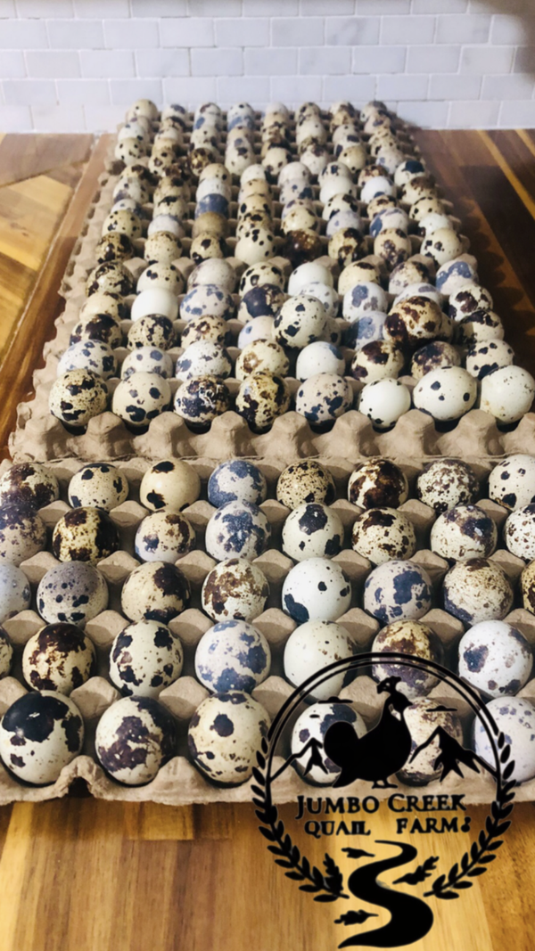 80+ JUMBO WILD COTURNIX QUAIL HATCHING EGGS