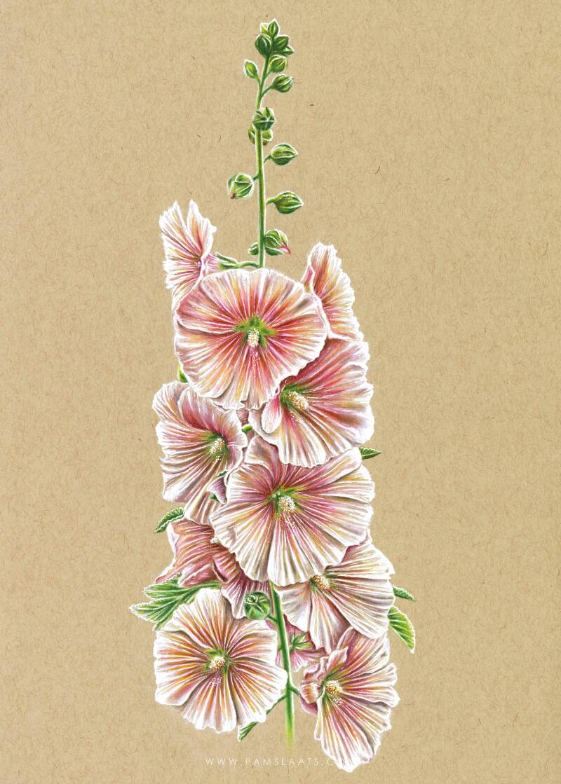 Alcea Rosea | Pam Slaats Art