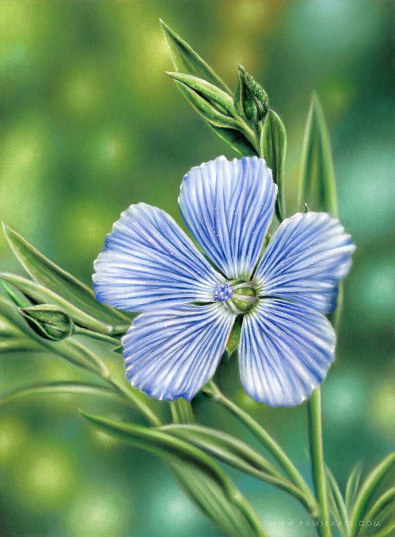Linum Usitatissimum | Pam Slaats Art