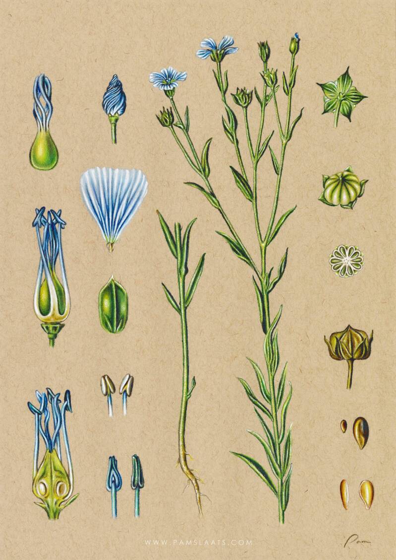 Linum Usitatissimum | Pam Slaats Art