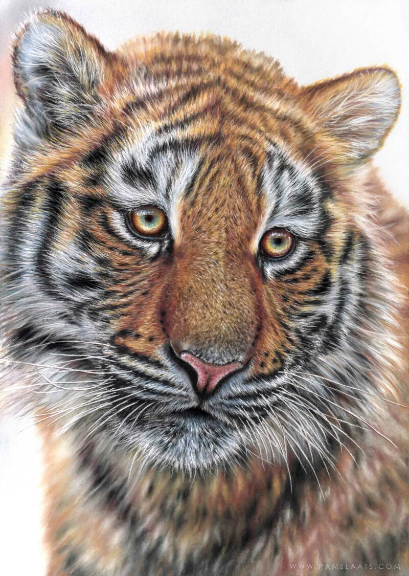 Liska | Pam Slaats Art