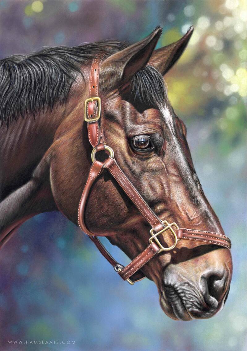 Morning glory | Pam Slaats Art