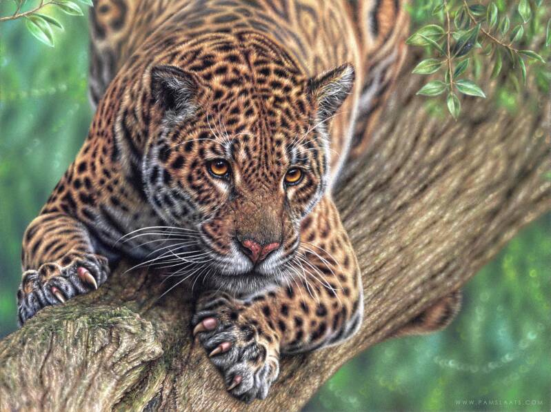 Jaguar | Pam Slaats