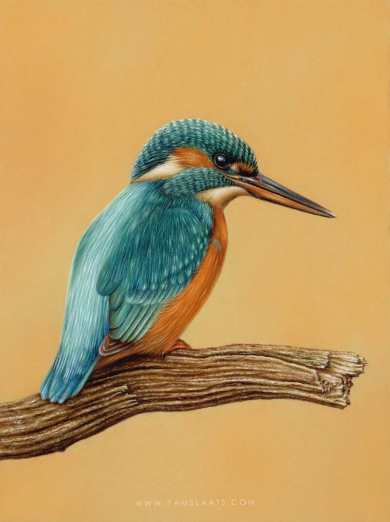 Kingfisher