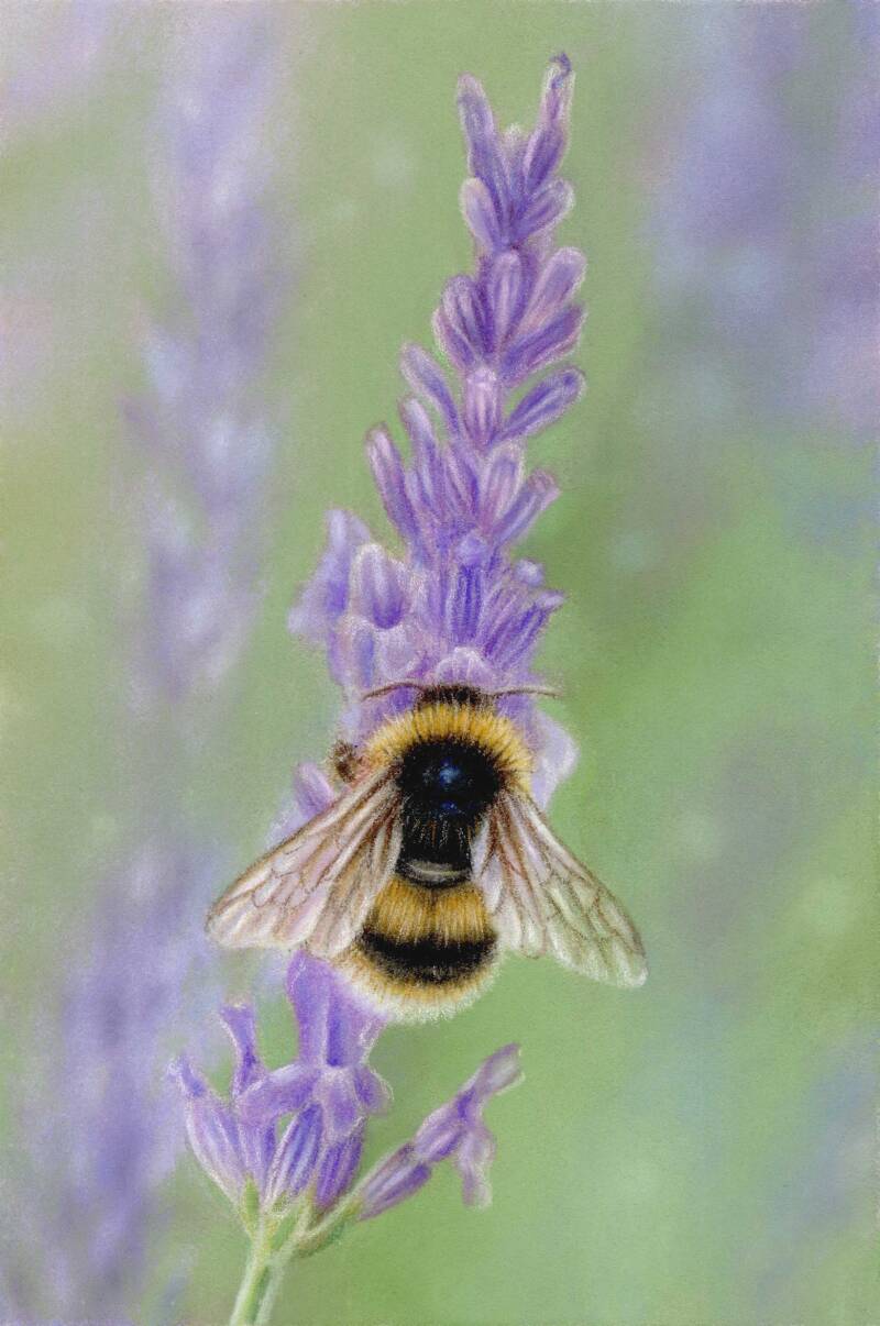 Lavender &amp; Bumblebee
