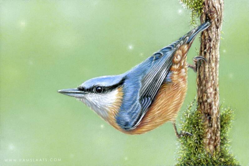 nuthatch-2.jpg