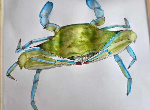 Blue Crab digital