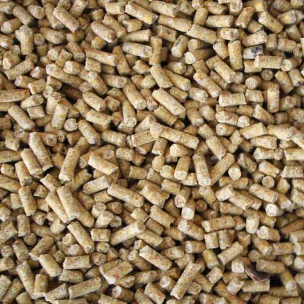 Gallina Champion Granulado