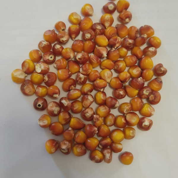 MAIZ PALOMERO REDONDO