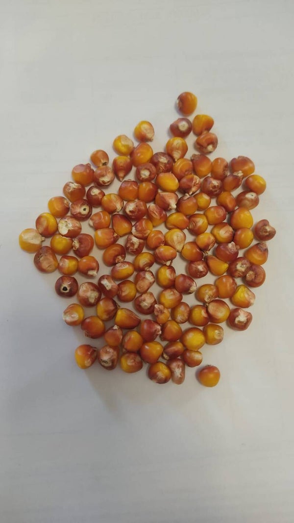 Maiz Palomos Redondo