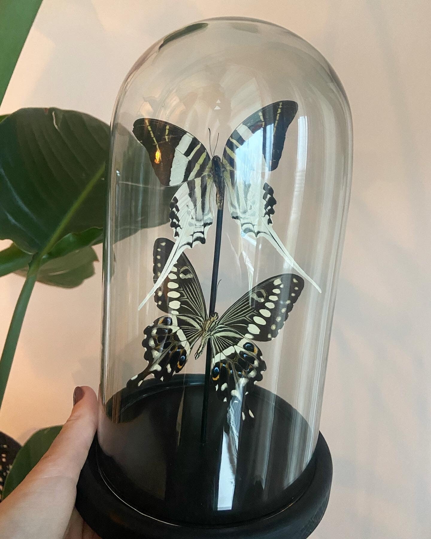 Vlinderstolp neutraal Duo - Pre order