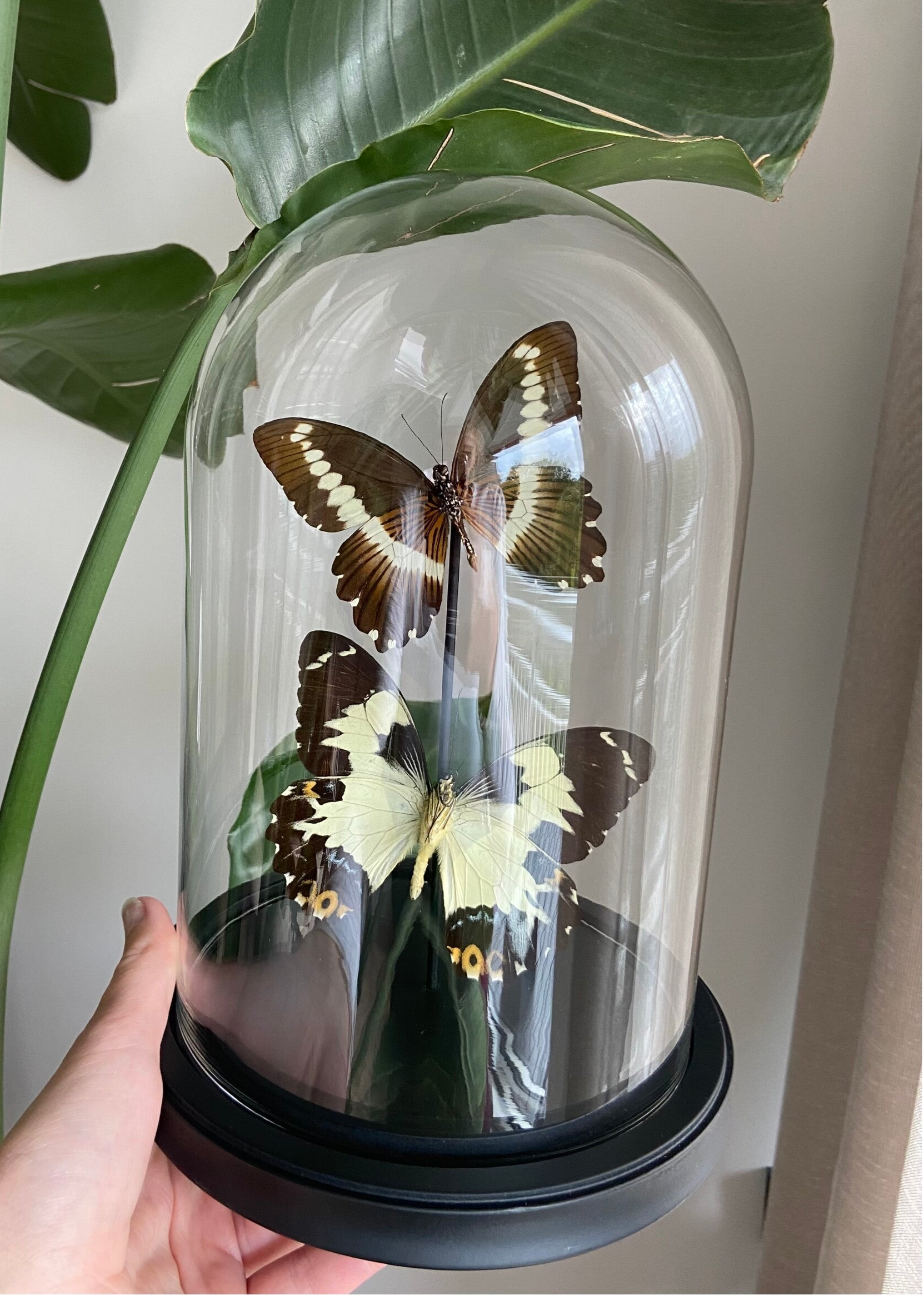 Vlinderstolp Bruin Patroon Duo - Pre order